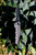 Kershaw 7900GRYBLK Launch 7 3.75" Folding Clip Point Drop Point Plain Black DLC CPM 154 SS Blade Gray Anodized Aluminum Handle Includes Pocket Clip - 7900GRYBLK - 087171048574