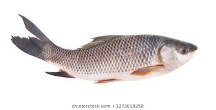 Sea Food