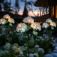 Fairy Hydrangea Lights