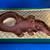 Chocolate Alligator