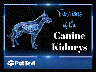 Functions of the Canine Kidneys