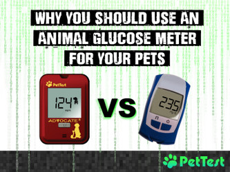 Why You Should Use an Animal Glucose Meter for Your Pets