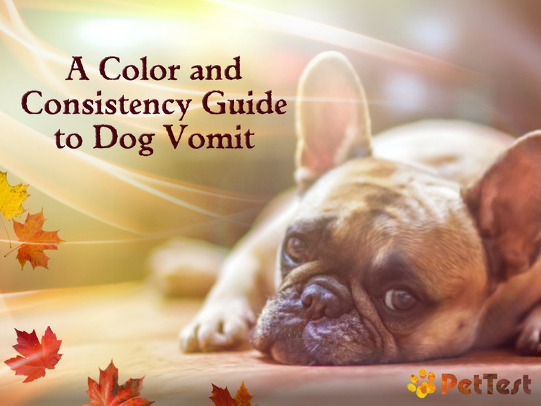 ​A Color and Consistency Guide to Dog Vomit