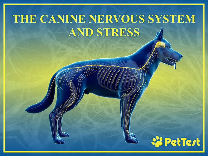 ​The Canine Nervous System and Stress