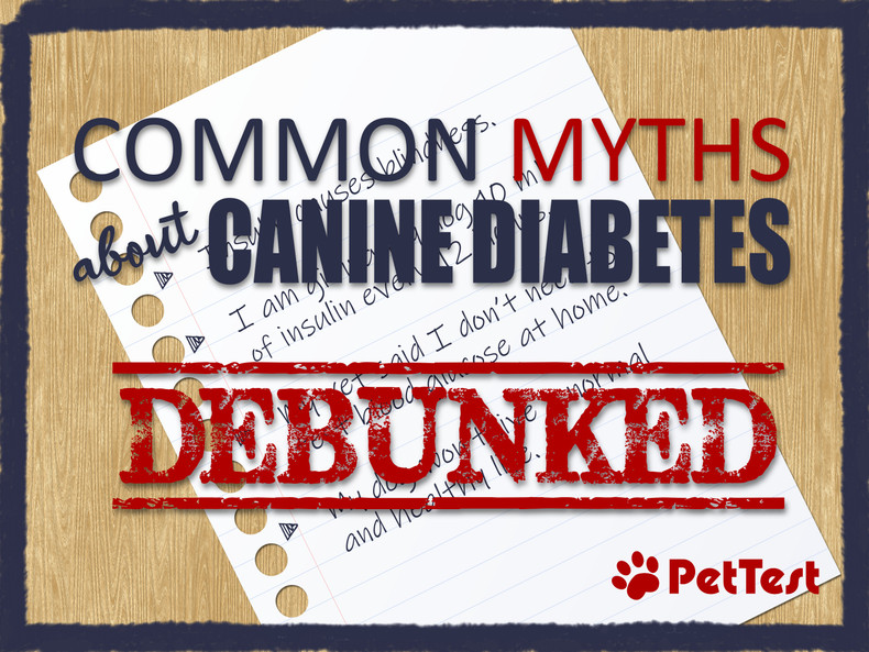 ​Common Myths About Canine Diabetes Debunked