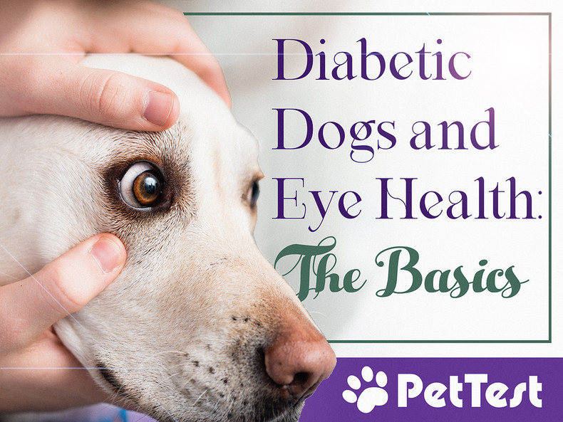 Diabetic Dogs and Eye Health: The Basics