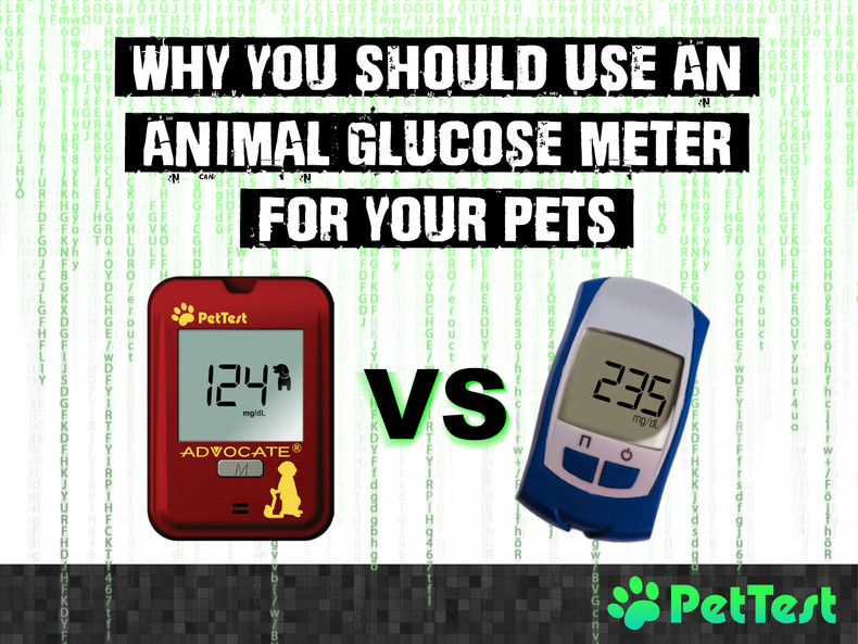 Why You Should Use an Animal Glucose Meter for Your Pets