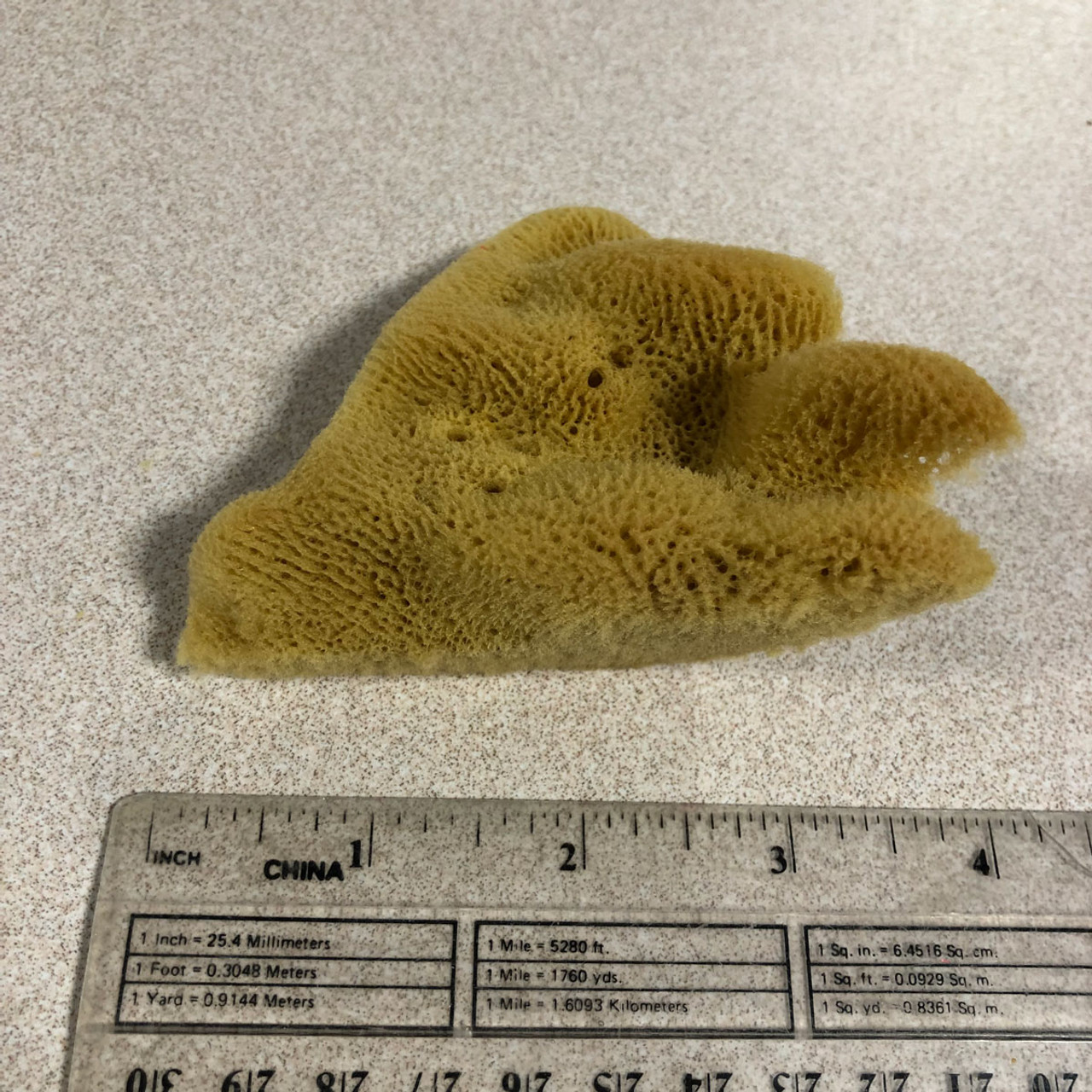 Small Elephant Ear Sponge - Columbus Clay Company