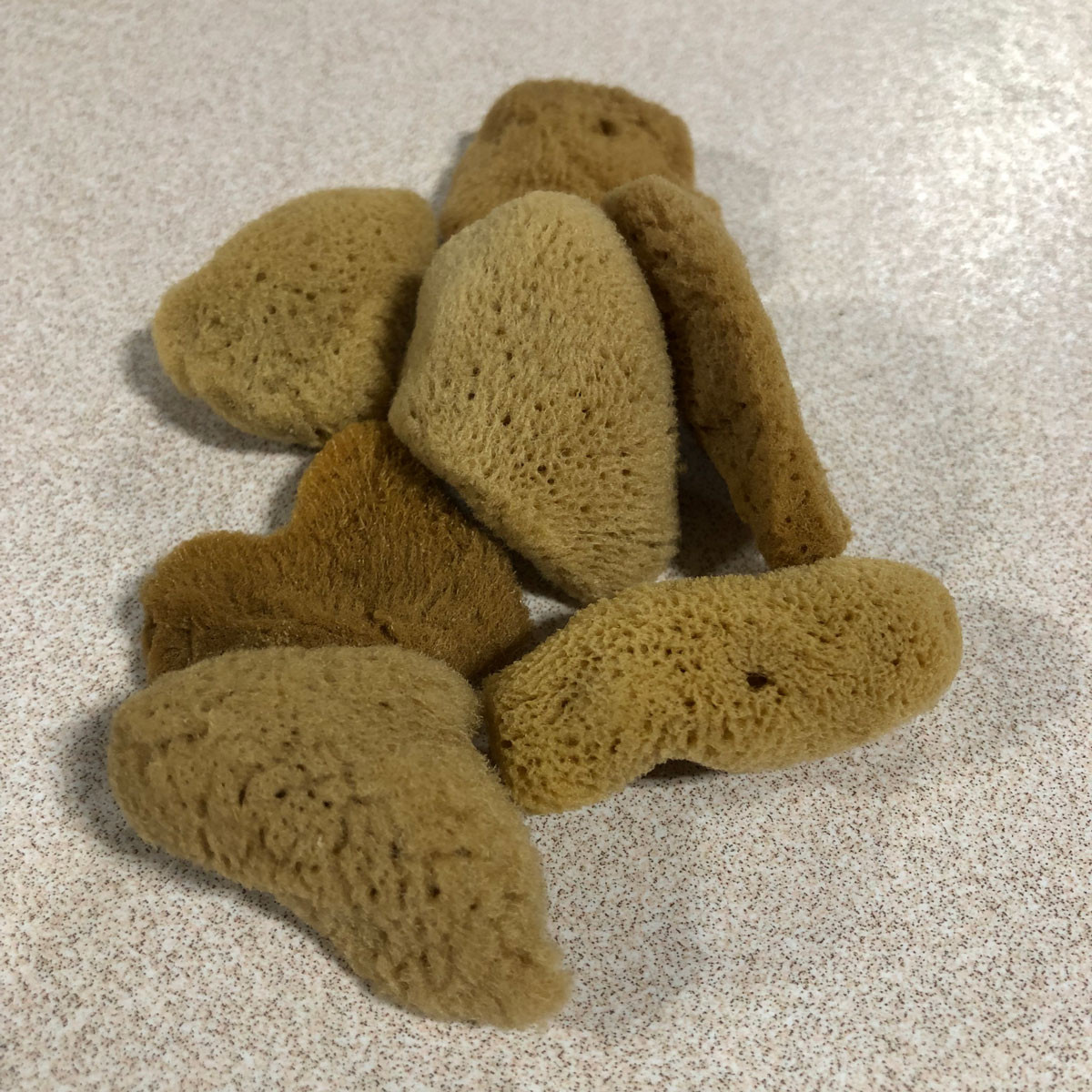 Sponge Elephant Ear Small Stone Leaf Pottery