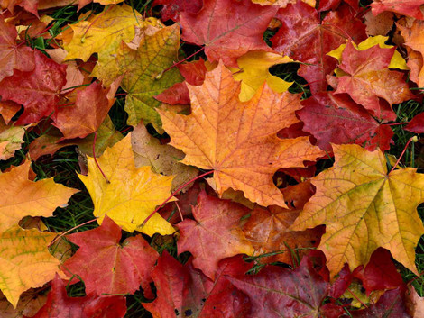 November Specials November Specials