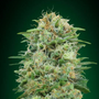 Crop King Seeds - White Widow