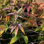 Sun West Genetics Seeds - Cherry Pie