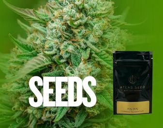 seeds