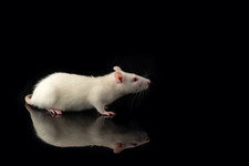 Zyagen Rat Liver Total Protein