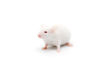 Zyagen Mouse Liver Total RNA