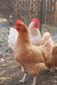 Zyagen Chicken Genomic DNA