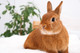 Zyagen Rabbit Genomic DNA