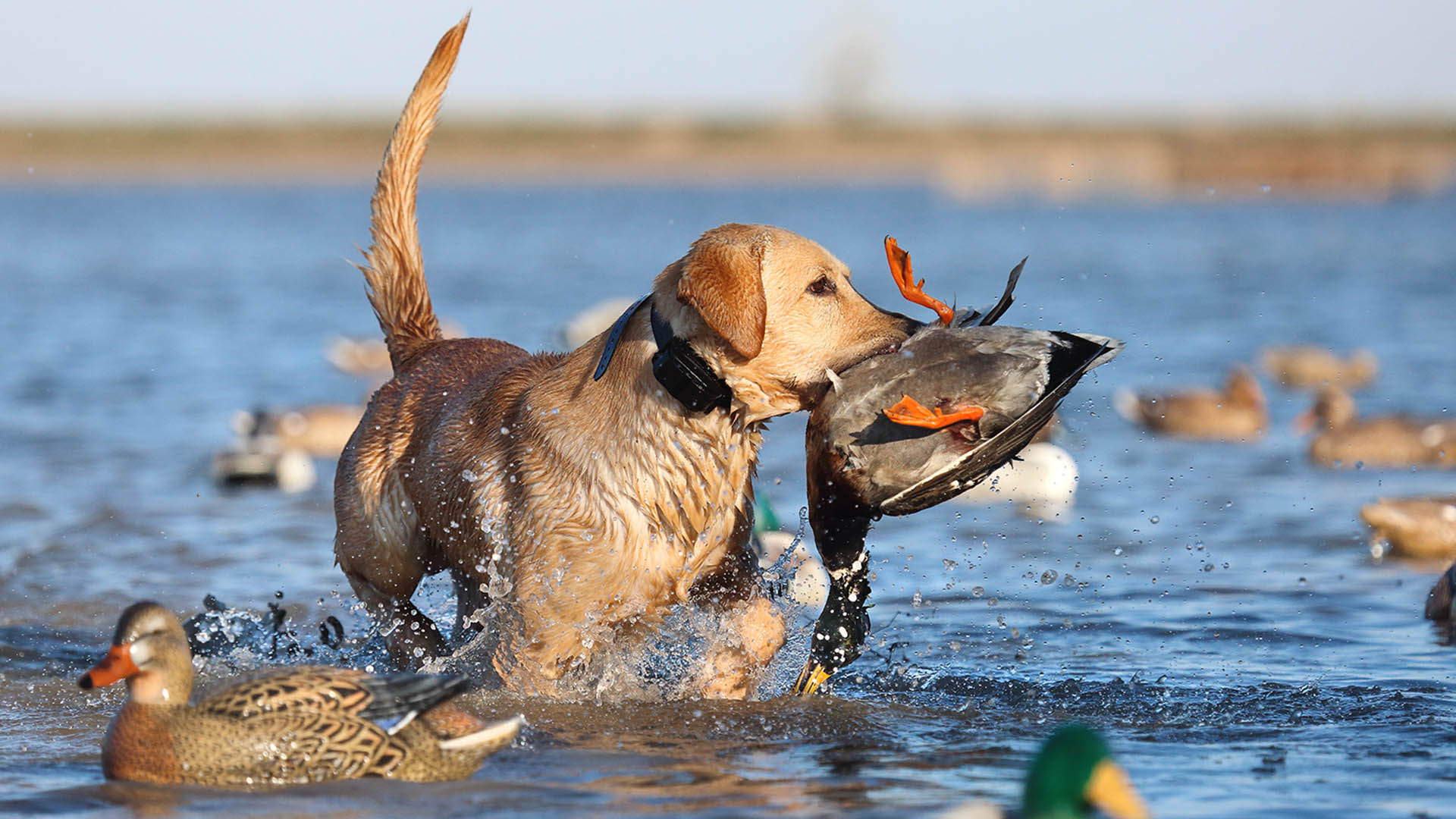 backridge-ammunition-photos-0000-wing-fetch.jpg