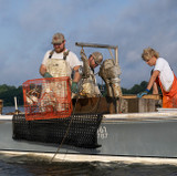 Blue Crab Harvesting Methods: Crab Potting, Scraping, and Trot Lining