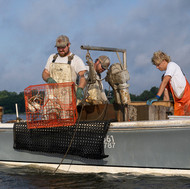 Blue Crab Harvesting Methods: Crab Potting, Scraping, and Trot Lining