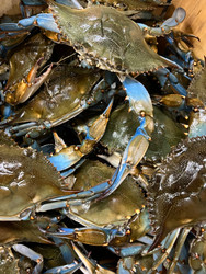 How To Measure & Confirm The Size of Your Maryland Blue Crabs