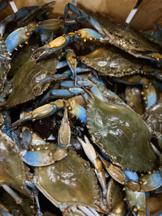 Live Maryland Blue Crabs