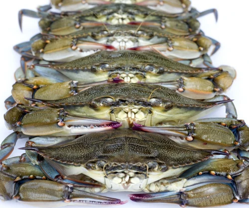 Live Maryland soft shell crabs