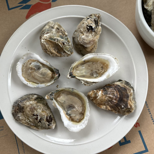 Misty Point oysters on a white plate, three shucked and four in the shell