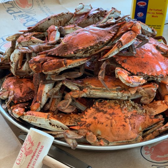 Large Females (6" and up)