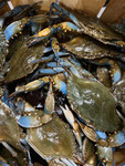 Premium Male Hard Crabs