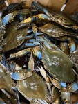 Select Male Hard Crabs