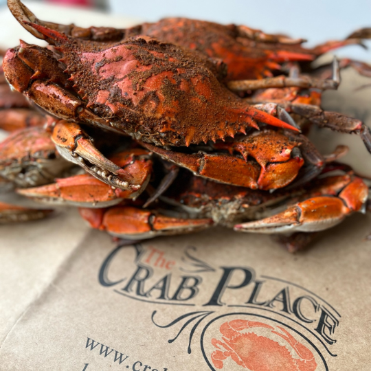 Premium Males (6"-6¾")