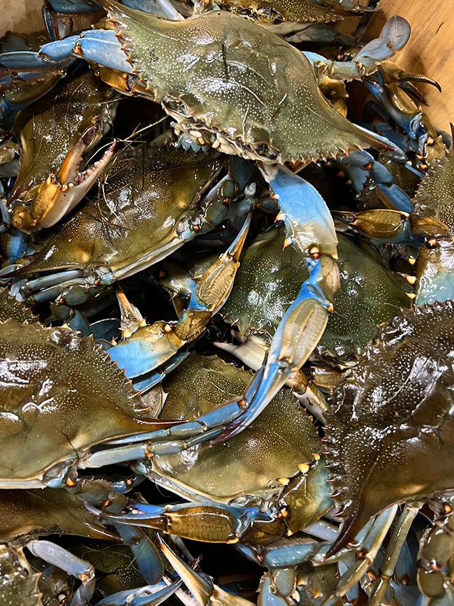 Fresh shrimp on ice