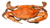 Crab Type Colossal