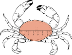 Crab Type How we measure