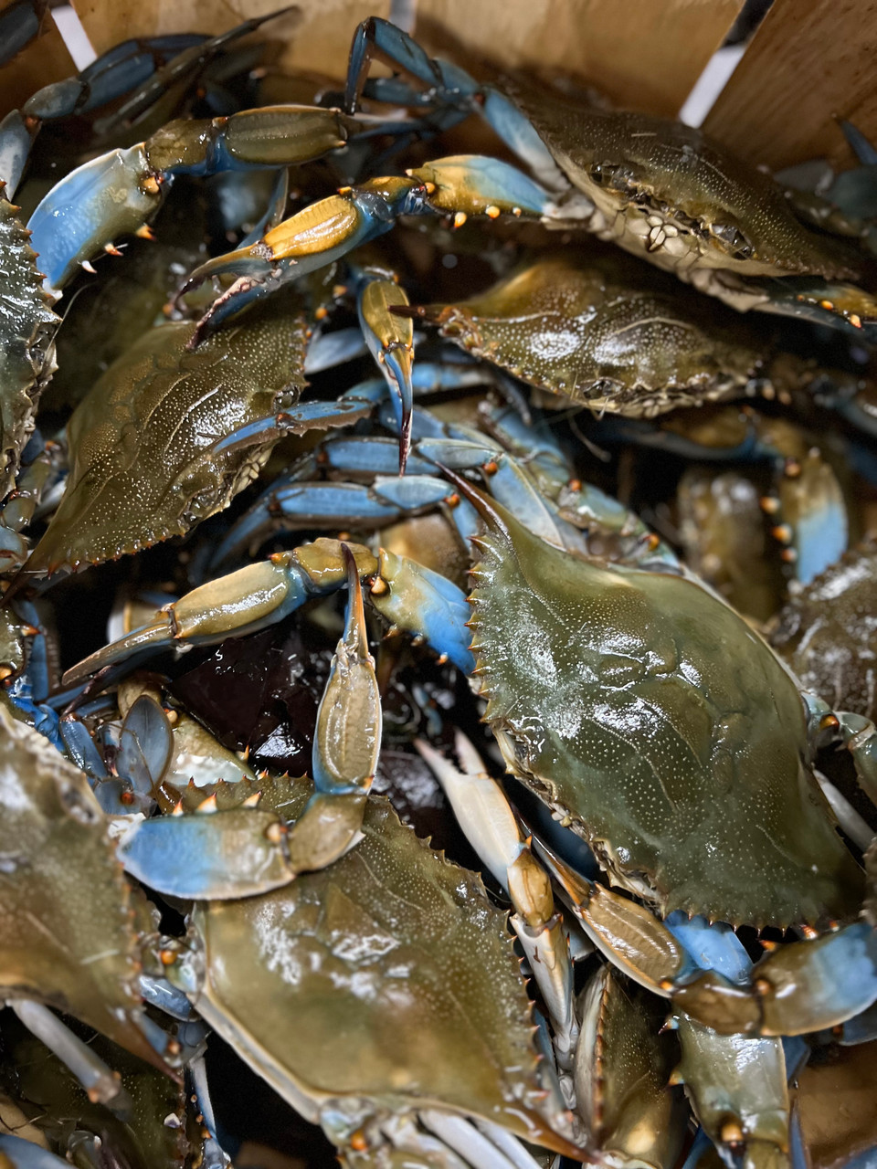 Live Maryland Blue Crabs