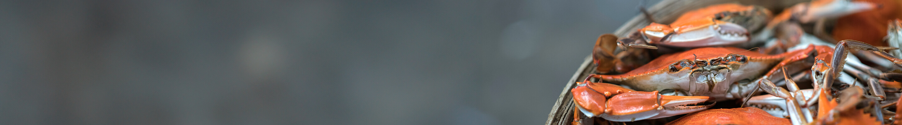 CrabPlace Category Banner Placeholder