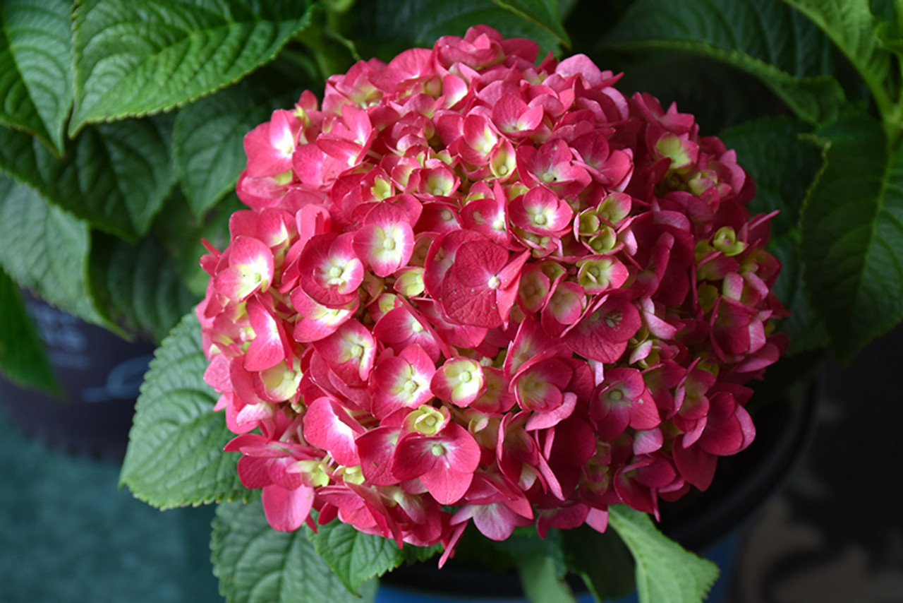 Image of Close up of crush hydrangea flower