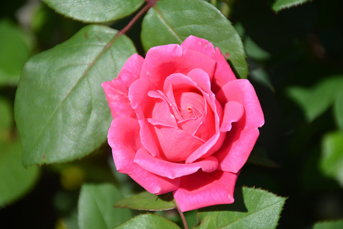 Pink Double Knock Out® Rose