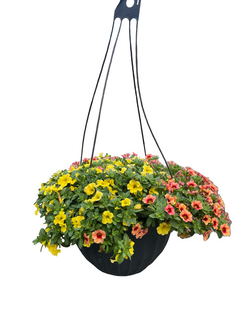 Calibrachoa Hanging Basket - 12 inch