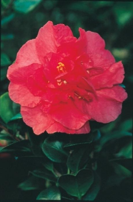Bonanza Camellia - Monrovia