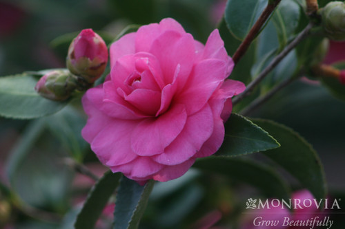 Chansonette Camellia - Monrovia