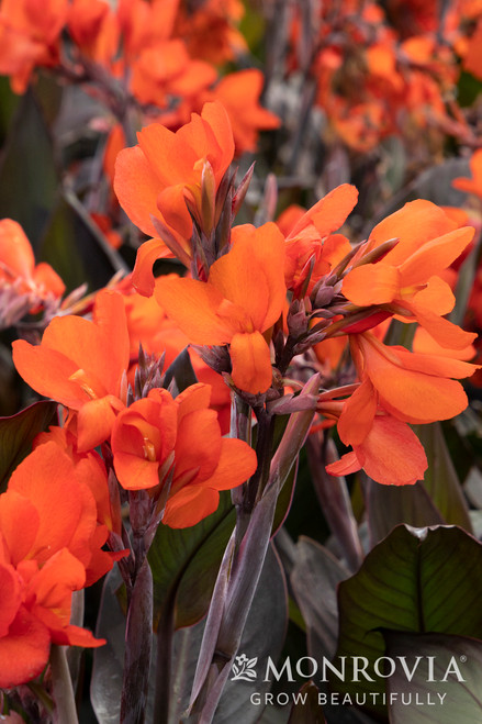 Cannova® Bronze Orange Canna Lily - Monrovia