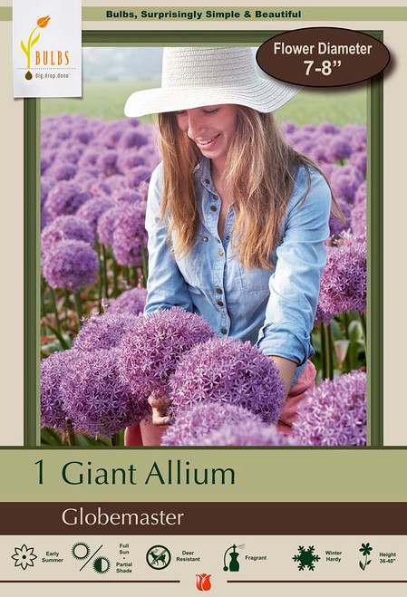 Allium Globemaster - 1 pack