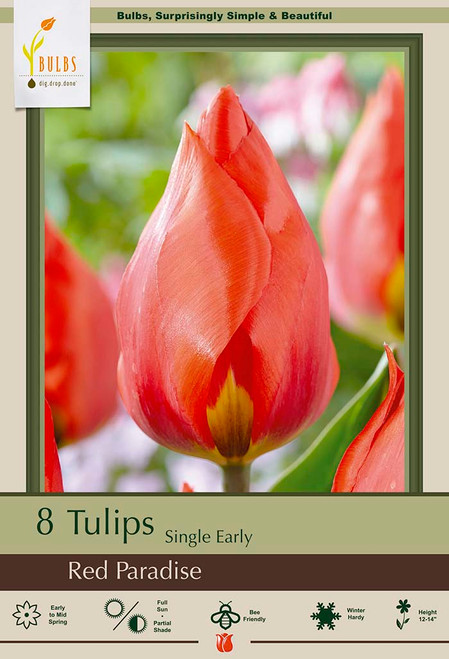 Tulip Red Paradise - 8 pack