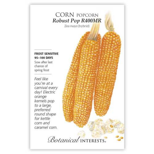 Robust Pop R400MR Popcorn Corn Seeds