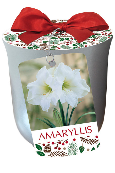 Amaryllis White Xmas In Silver Pltr - 1 pack