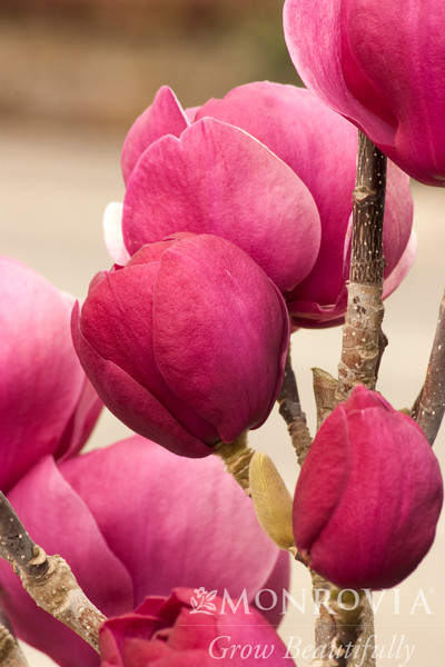 Black Tulip™ Magnolia - Monrovia