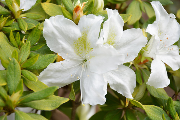 Bloom-A-Thon® White Azalea