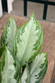 Silver Bay Chinese Evergreen